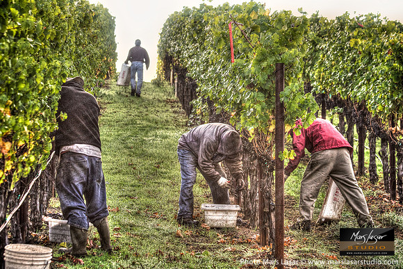 Picker's Cabernet Ridge