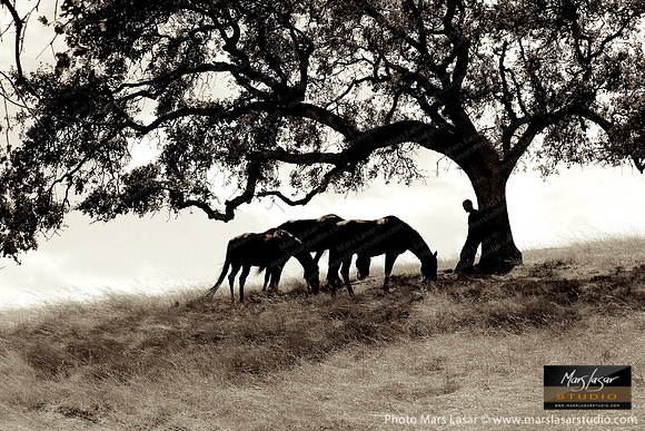 The Horse Whisperer 15