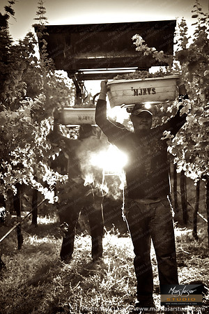 Sunrise Pickers_Sepia