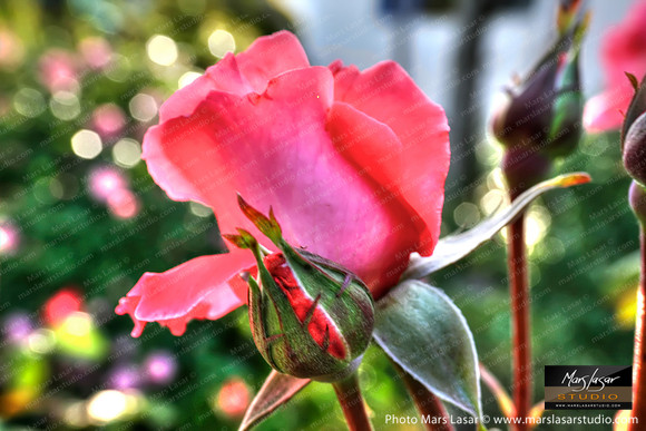 Sweet Rose