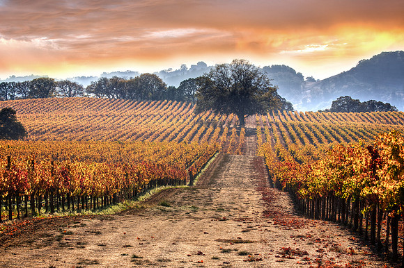 Sonoma Fall