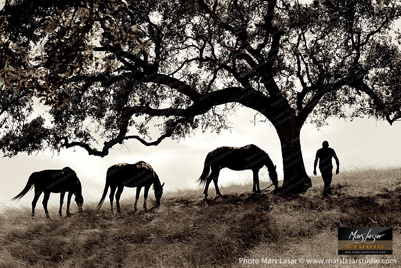 The Horse Whisperer 13