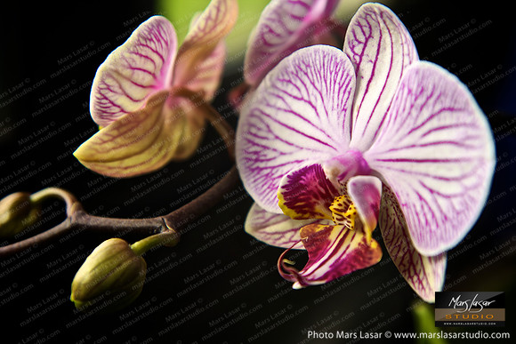 Lone Orchid