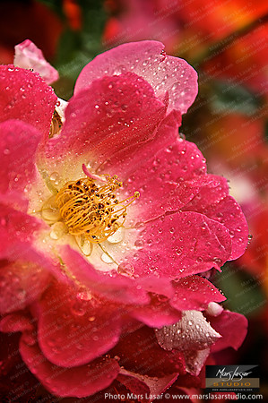 Flower Finals 58