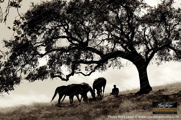 The Horse Whisperer 18