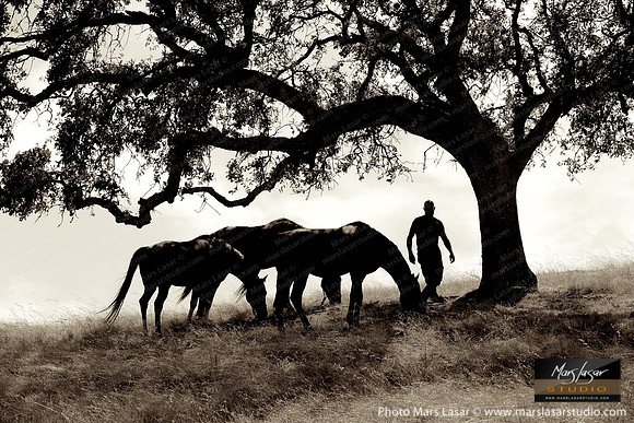 The Horse Whisperer 19