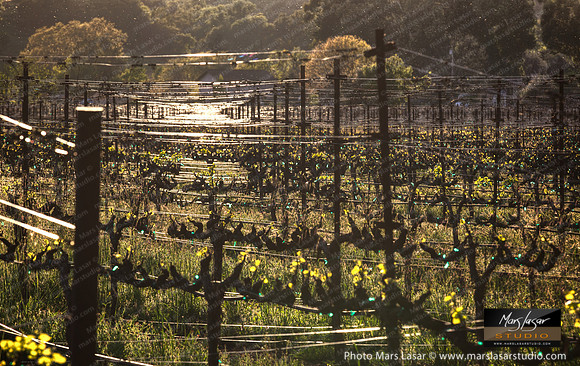 Early Spring Light