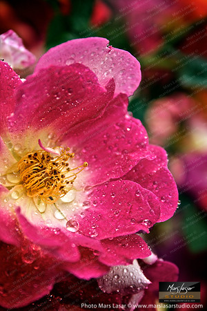 Flower Finals 59