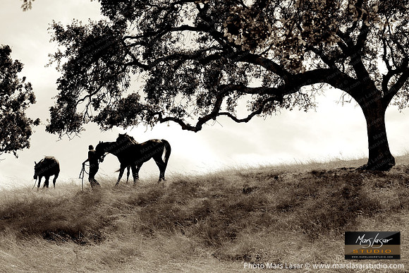 The Horse Whisperer 5