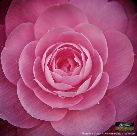 Flower Finals 21