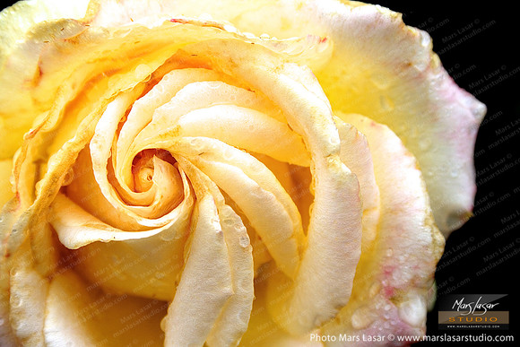 Flower Finals 43
