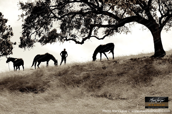 The Horse Whisperer 9