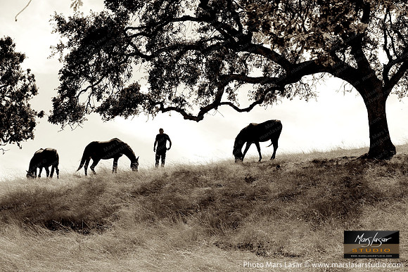 The Horse Whisperer 10