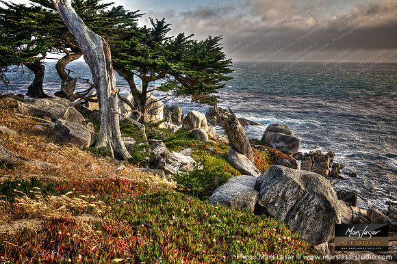 Windy Cypress Afternoon