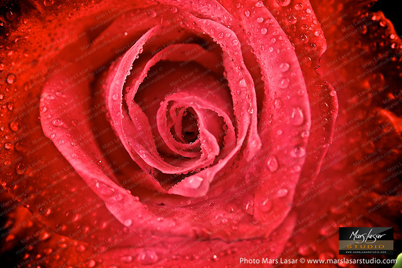 Red Rose Universe