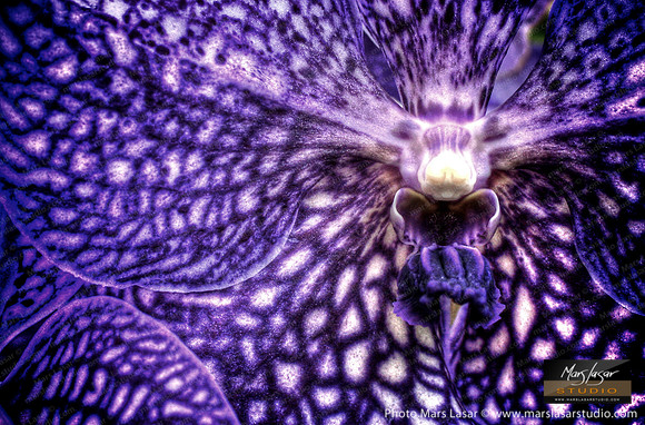 Wild Purple Orchid 2