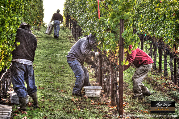 Picker's Cabernet Ridge 2