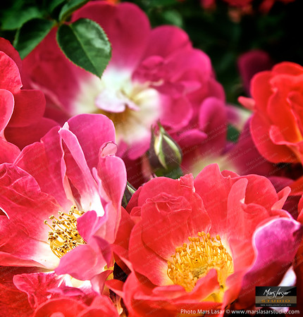 Flower Finals 62