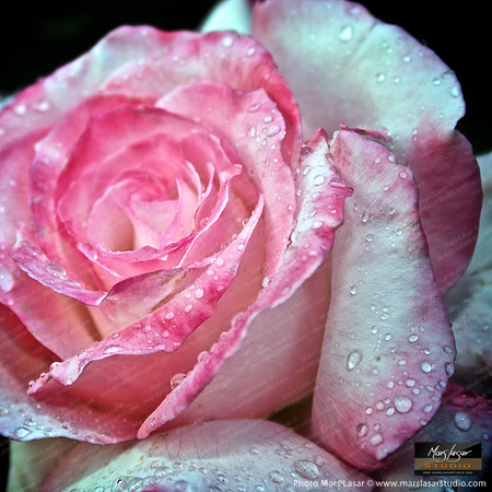 Flower Finals 48