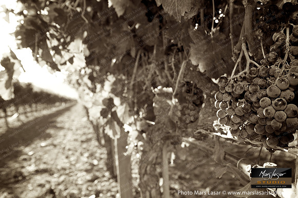 Limited Edition_sepia