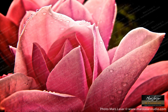 Sweet Magnolia