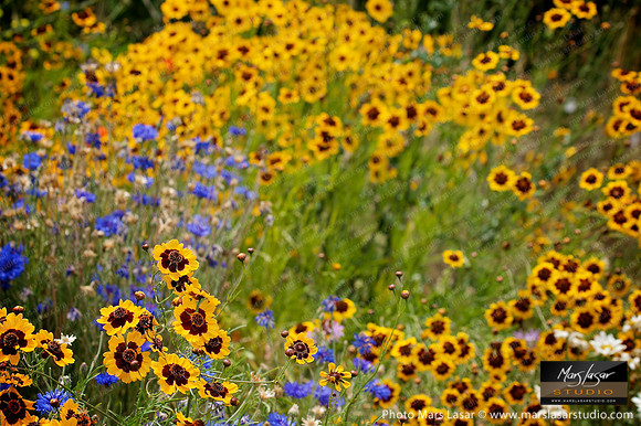 Wild Flowers 1
