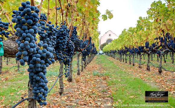 Groth Reserve