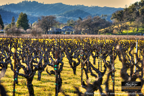 Old Vine Celebration