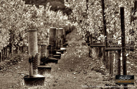 Late Fall Rows_sepia