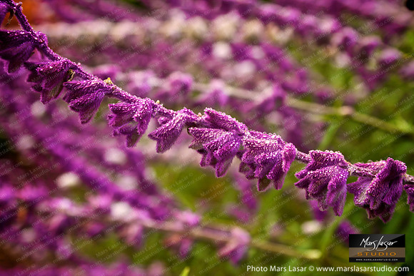Flower Finals 66