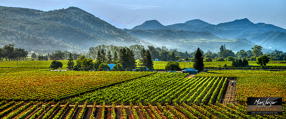 Fields of Fortune_pan