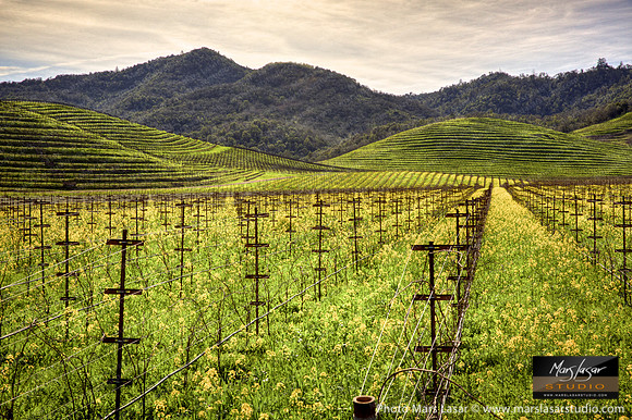 Chandon Mustard Afternoon 2