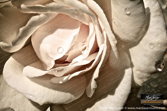 Tranquil Rose