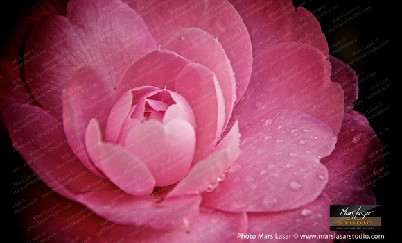 Flower Finals 22