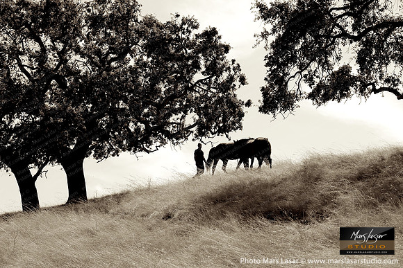 The Horse Whisperer 7