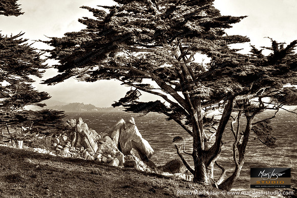 Cypress Shores_sepia
