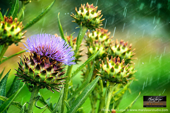 Artichoke Bliss