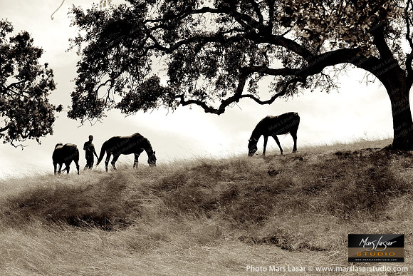 The Horse Whisperer 8