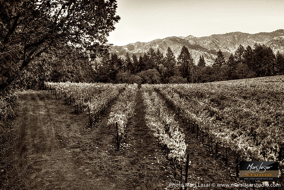 Schramsberg Vines 2_sep