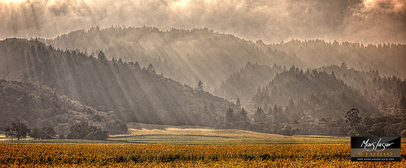 Wine Country Fall_pan