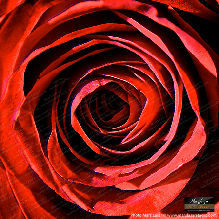 Red Rose Magic