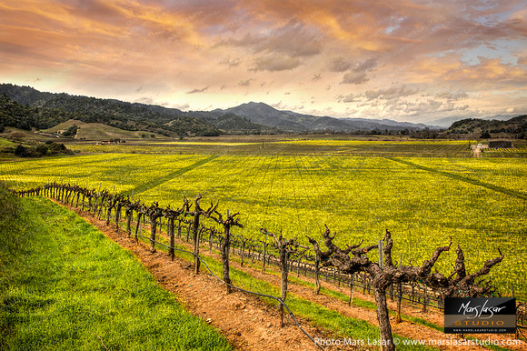 Chandon Mustard Sunset
