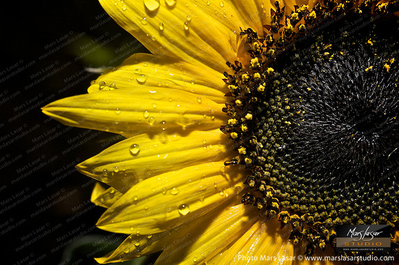 Flower Finals 32