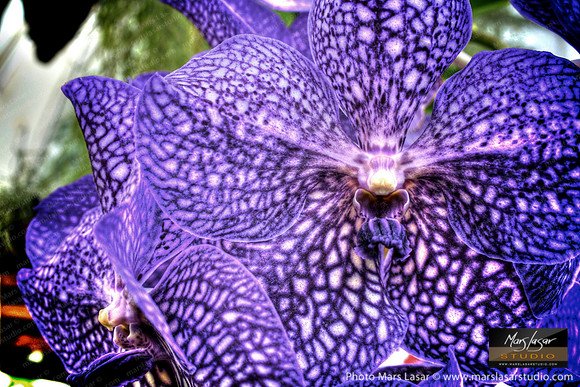 Wild Purple Orchid 1