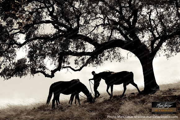 The Horse Whisperer 14