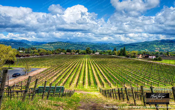 Inglenook Estates Vineyards 1