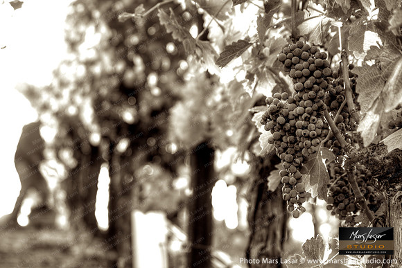 Only The Best_sepia