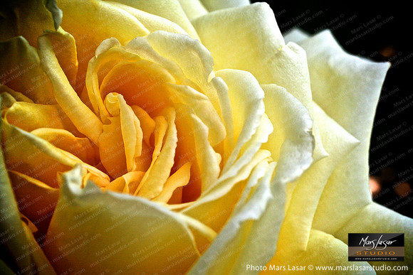 Flower Finals 5