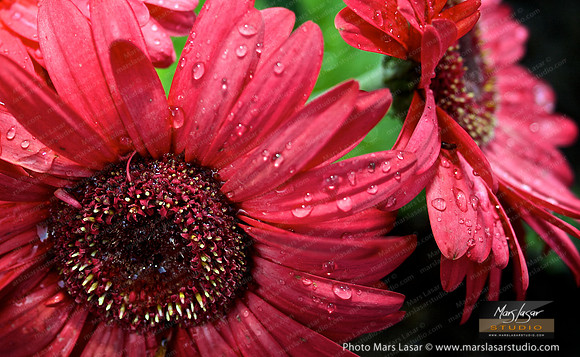 Flower Finals 47