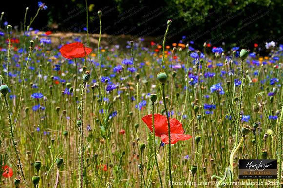 Festive Wild Flowers